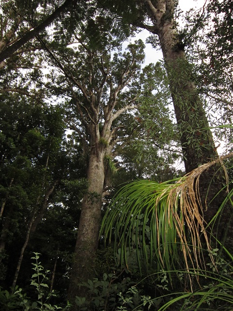 Nieuw Zeeland, Waipoa Forest, Oerbos